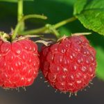 raspberry-3454504_640-150x150