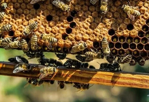 Zatrucie pszczół środkami ochrony roślin – odszkodowanie